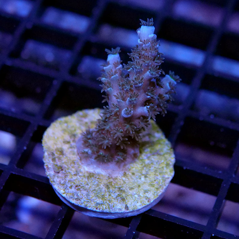 Acropora tenuis 'Blue'