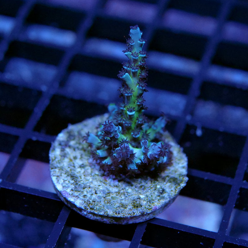 Acropora sp. 'Lagoon'