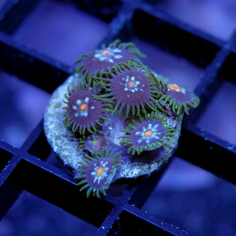 Zoanthus sp. 'Stargazer'