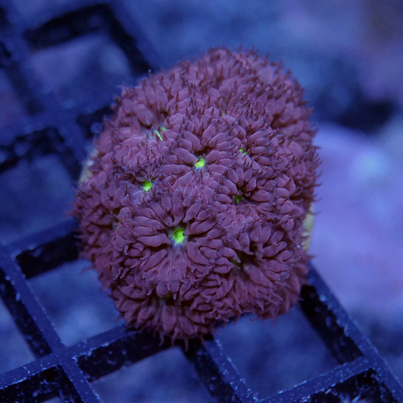 Blastomussa merletti 'Green Eye'