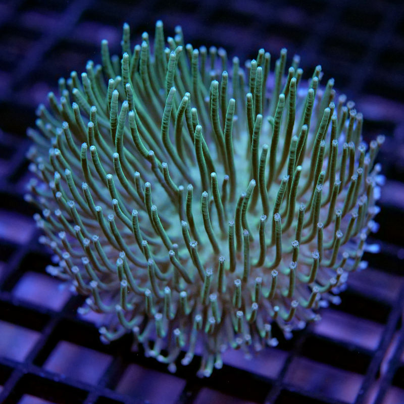 Sarcophyton 'Light Green'