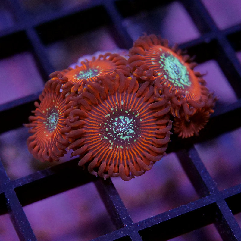 Korallenpaket XL - Erstbesatz
