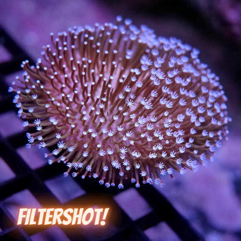 Sarcophyton 'White' 