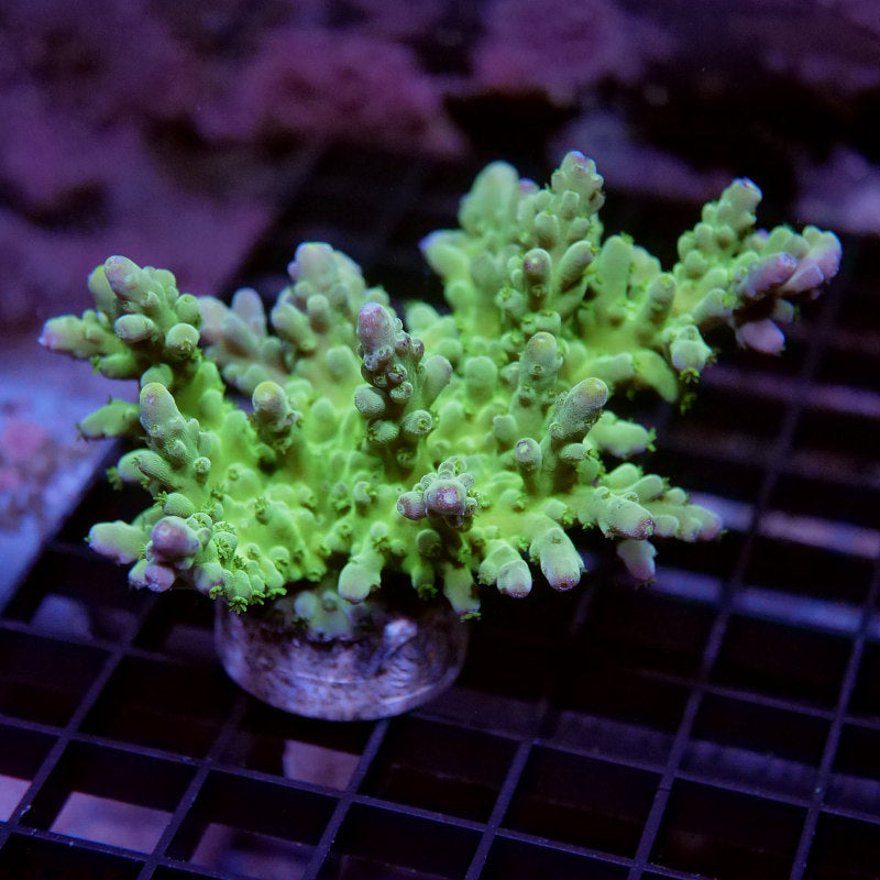 Acropora austera - SciReef Twin - Grade 2