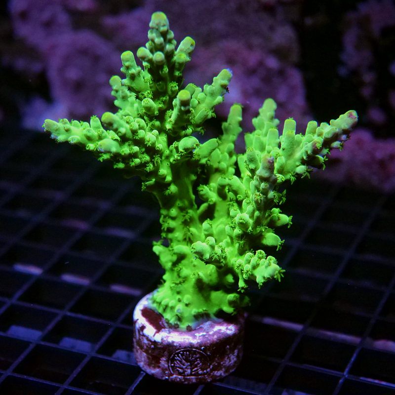 Acropora austera - SciReef Twin - Grade 2
