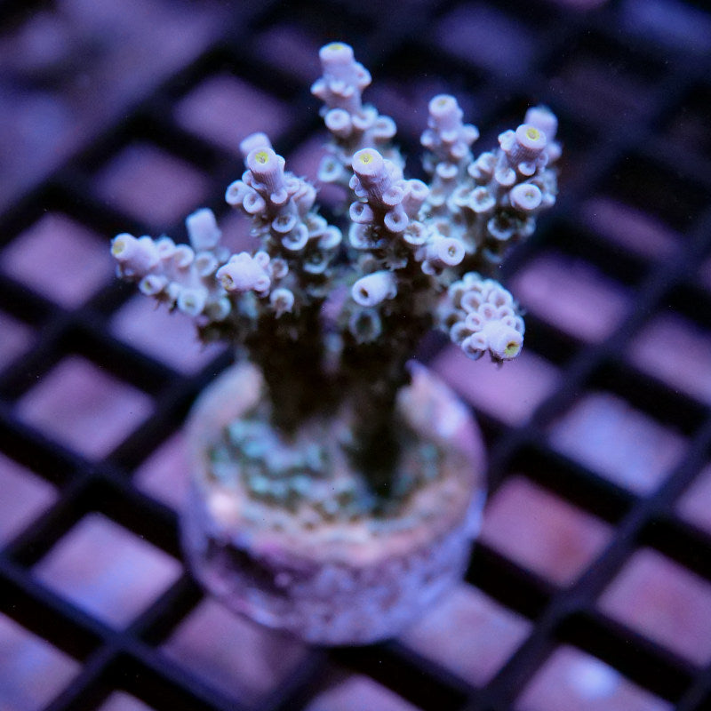 Acropora kenti - SciReef Twin Grade 2