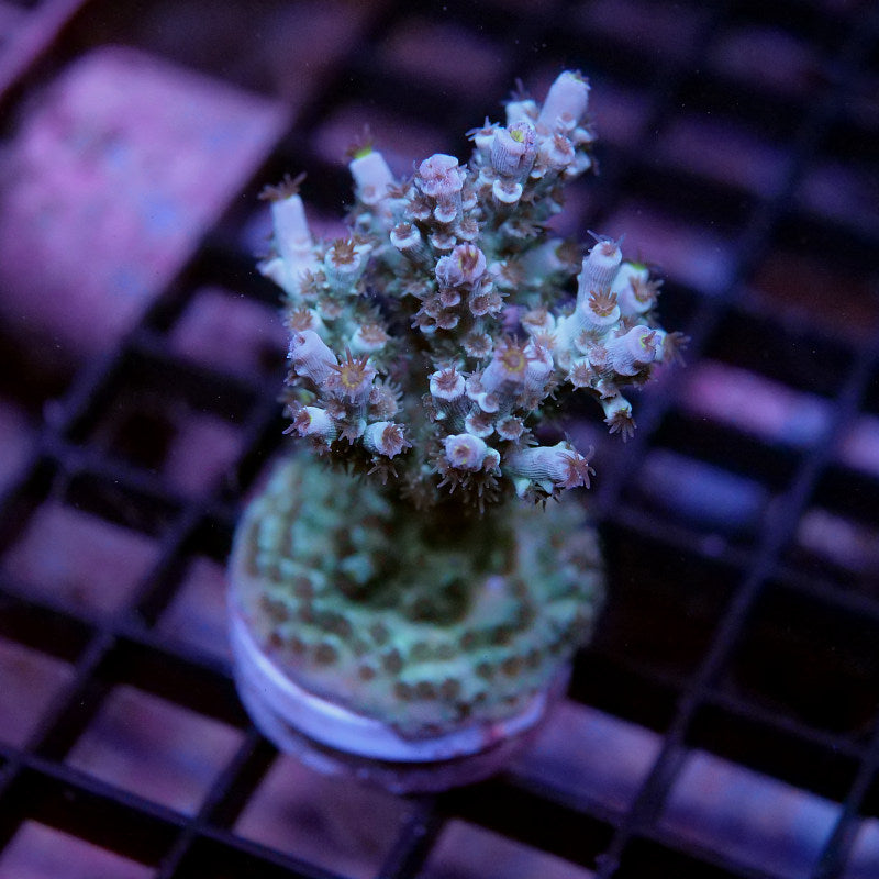 Acropora kenti - SciReef Twin Grade 2