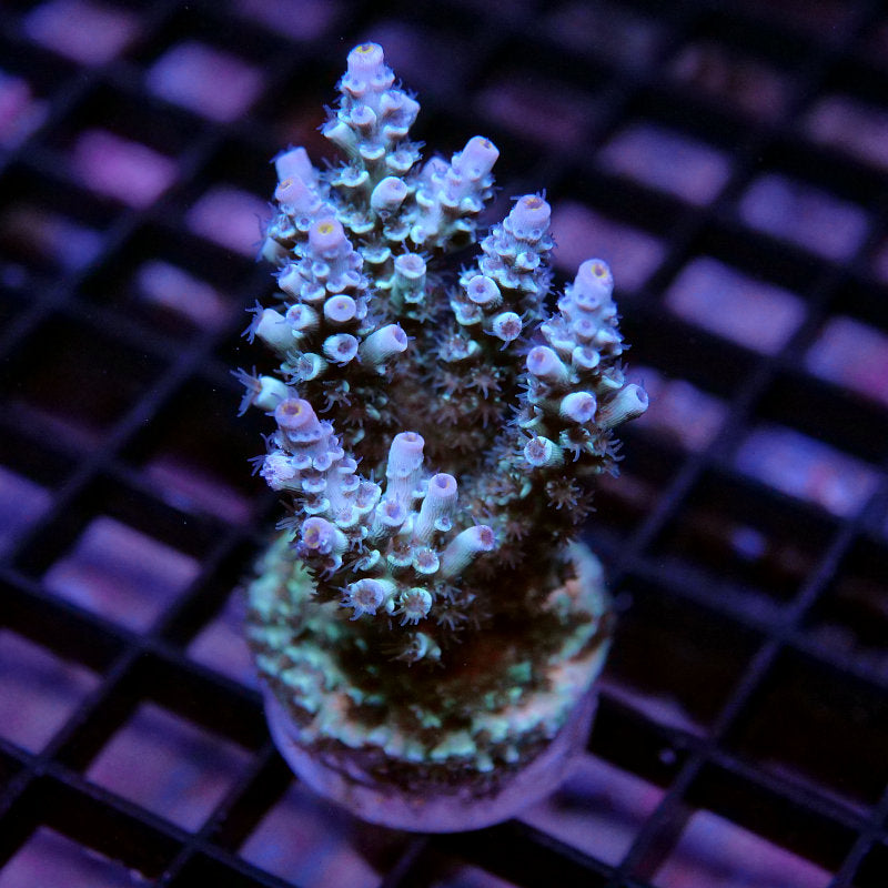 Acropora kenti - SciReef Twin Grade 2