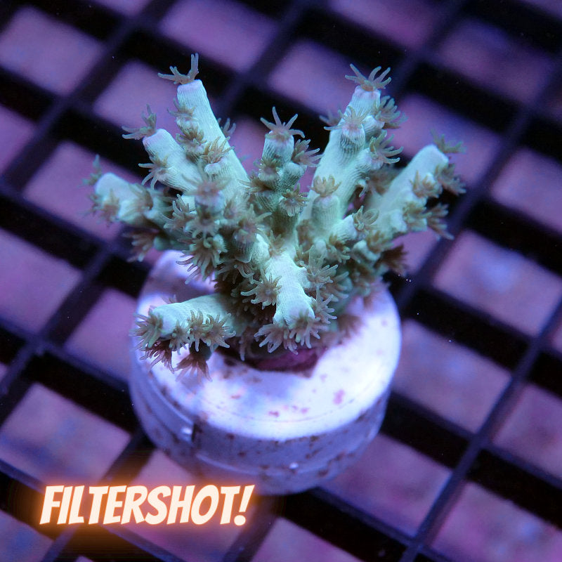 Acropora kenti - SciReef Twin Grade 2