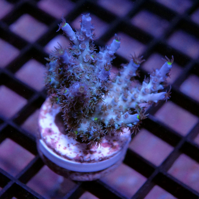 Acropora kenti - SciReef Twin Grade 2