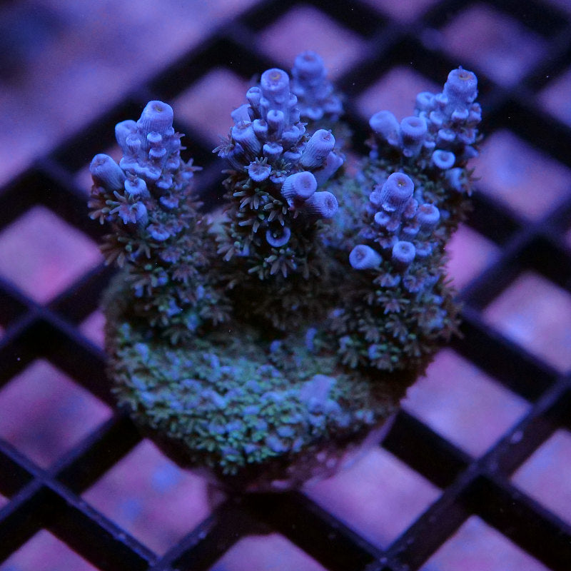 Acropora kenti - SciReef Twin Grade 2