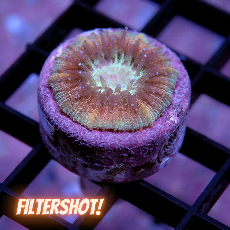 Trachyphyllia geoffroyi - SciReef - Grade 1