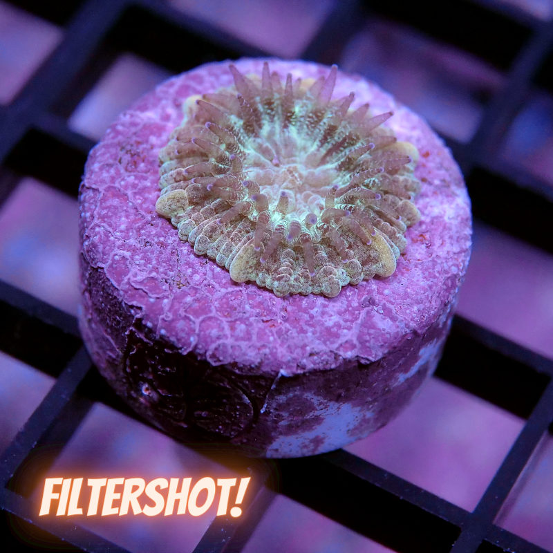 Trachyphyllia geoffroyi - SciReef - Grade 1
