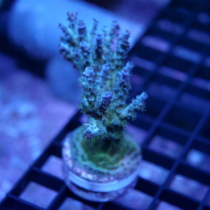 Acropora kenti - SciReef Twin - Grade 2