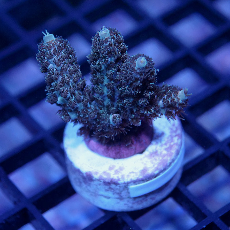 Acropora millepora - SciReef Twin - Grade 2