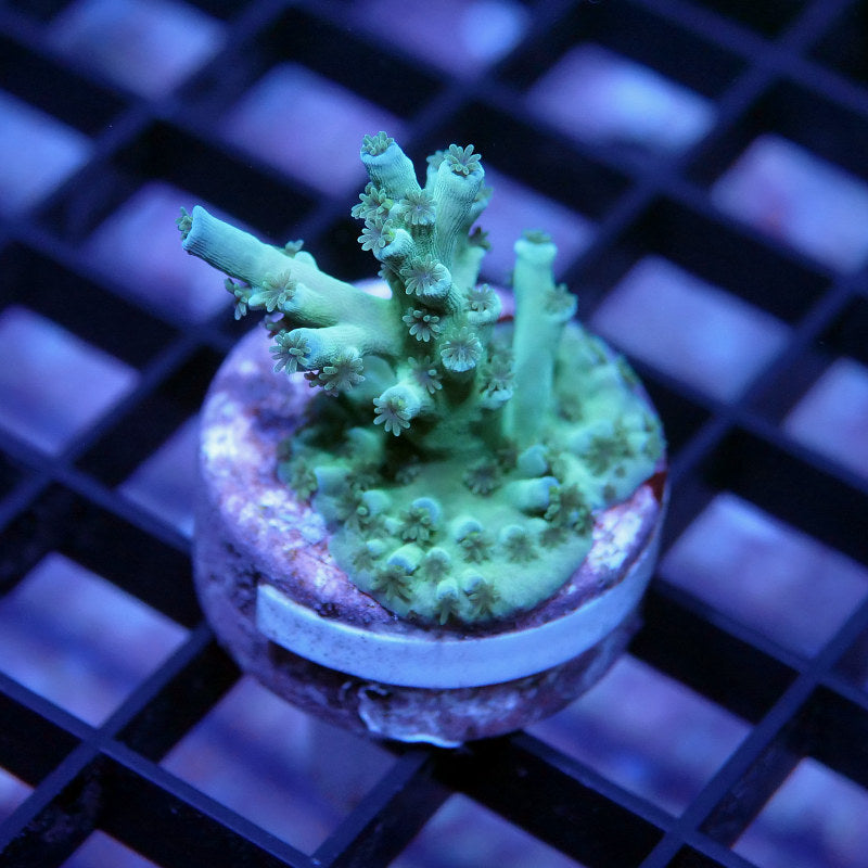 Acropora tenuis - SciReef Twin - Grade 2 - Ice Fire