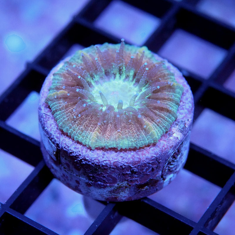 Trachyphyllia geoffroyi - SciReef - Grade 1