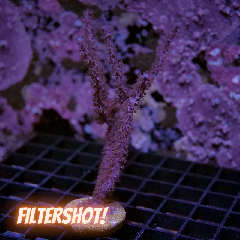 Antillogorgia elisabethae