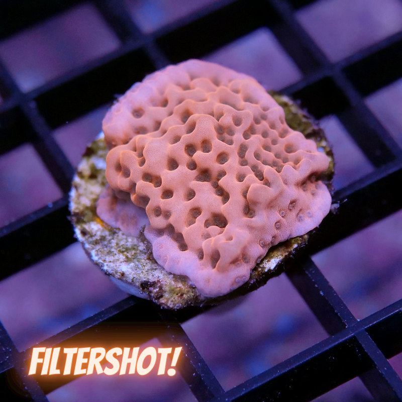 Montipora sp. 'Cherry Tree'