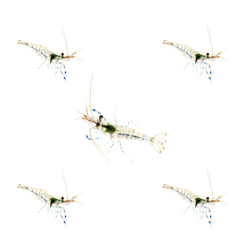 Palaemon elegans