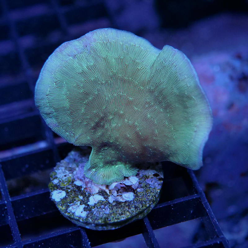 Pavona cactus 'Green'