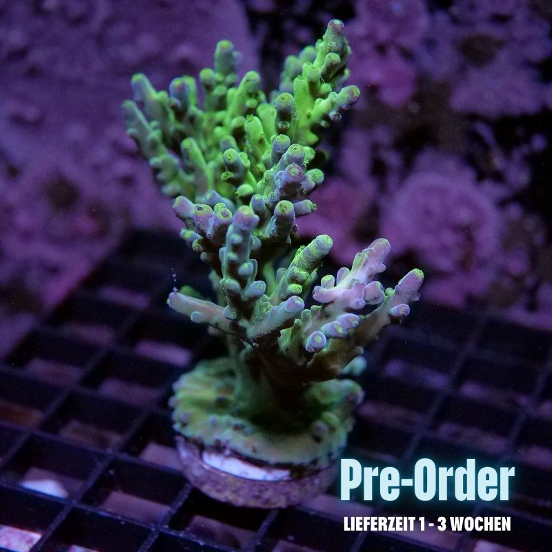 Acropora austera - SciReef Twin - Grade 2