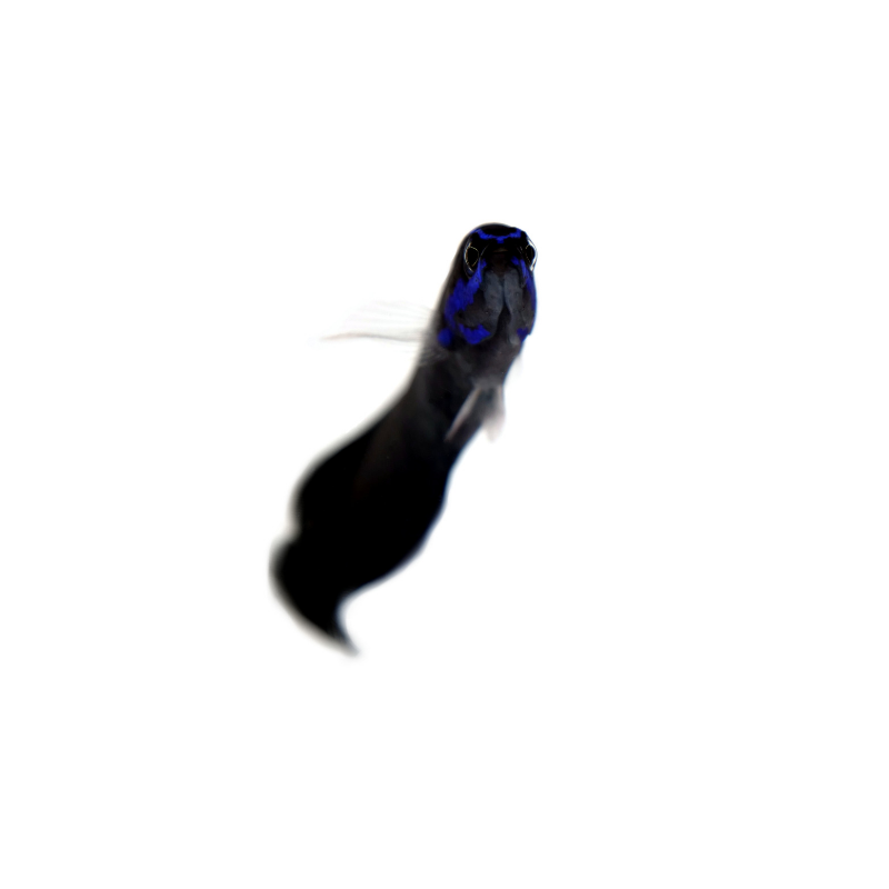 Bluestriped Dottyback