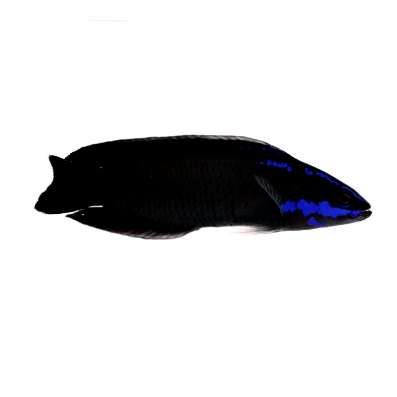 Bluestriped Dottyback