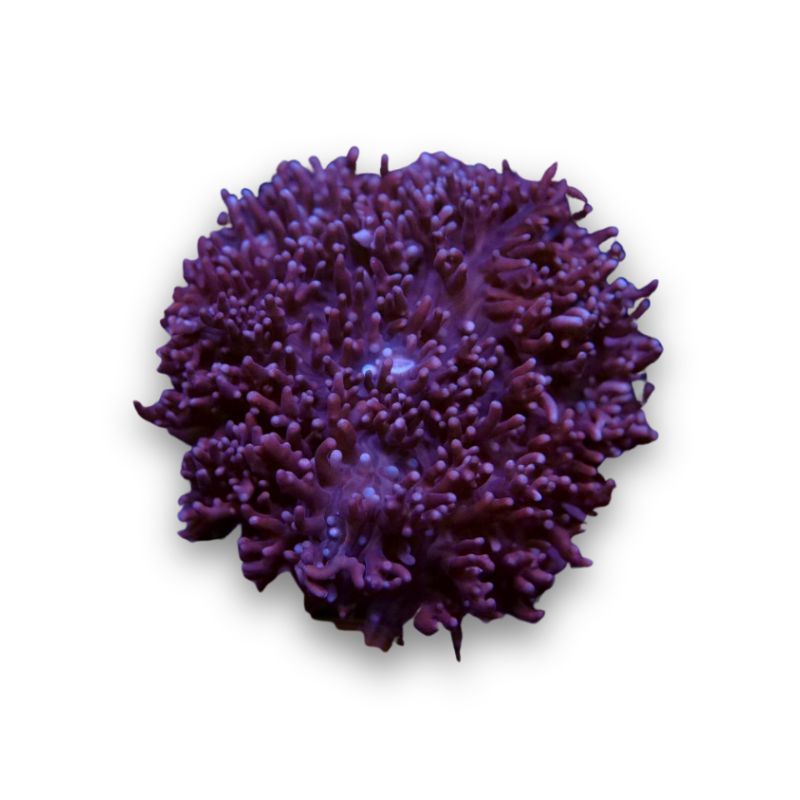 Rhodactis sp. 'Fluffy Bear'