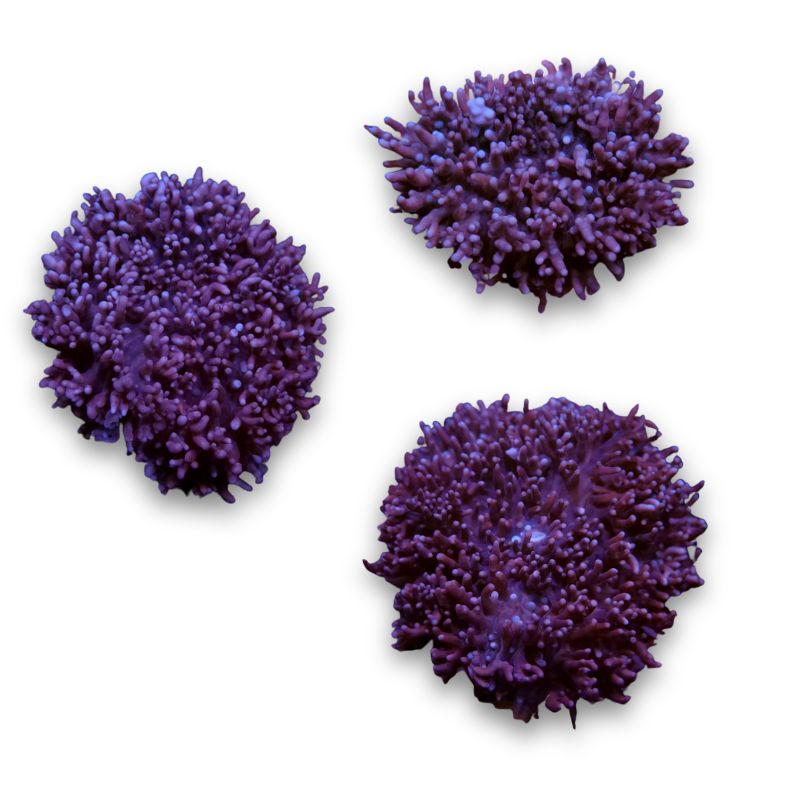 Rhodactis sp. 'Fluffy Bear'