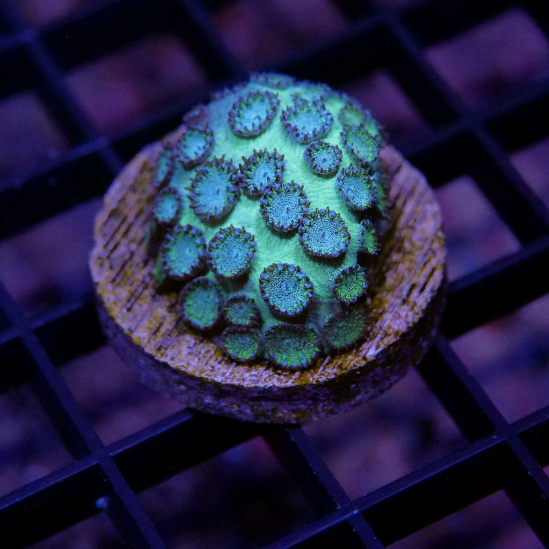Cyphastrea sp. 'Mint'