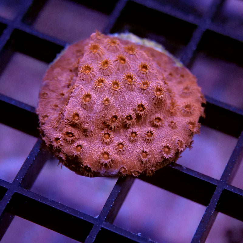 Korallenpaket 'Nano'