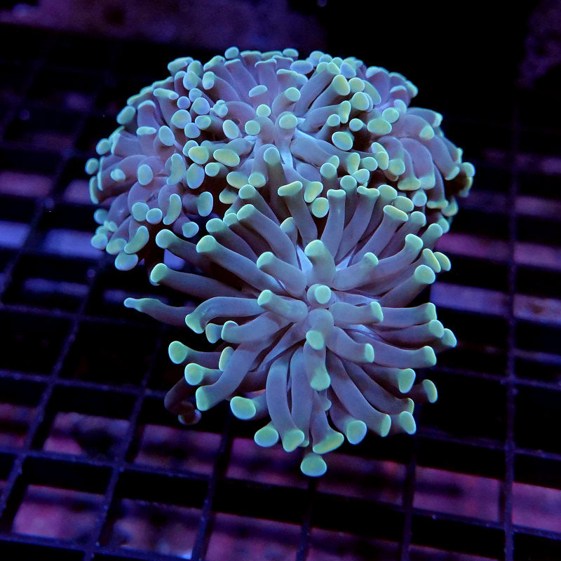 Euphyllia sp. 'Champagne Tips'