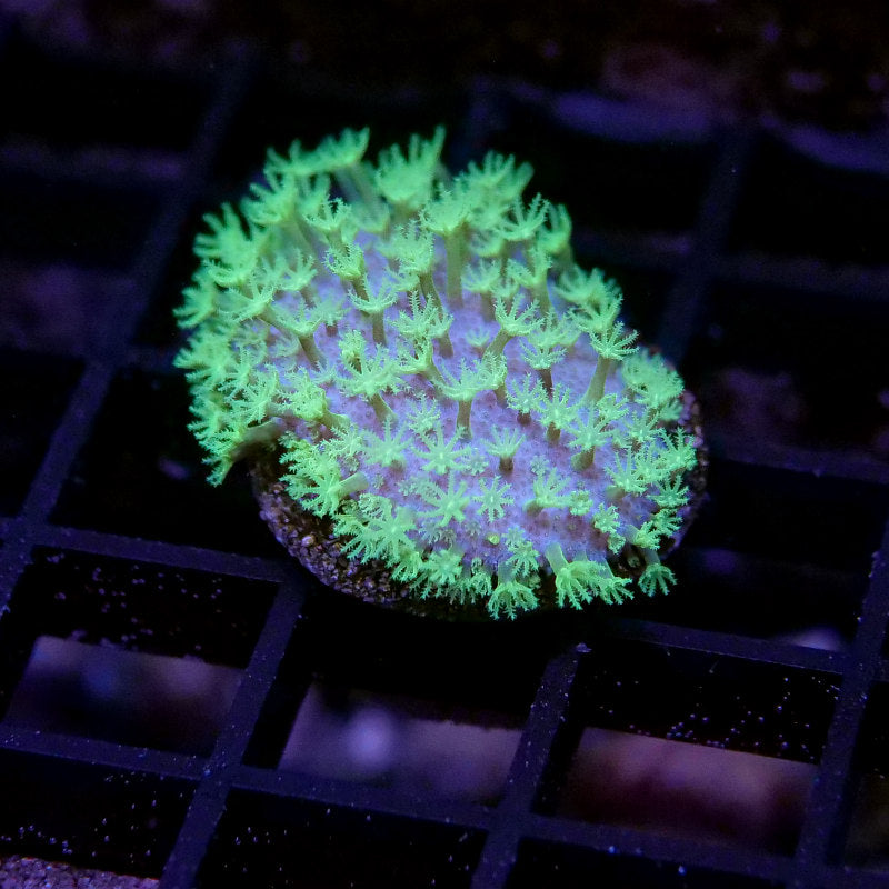 Sarcophyton 'Mauritius'
