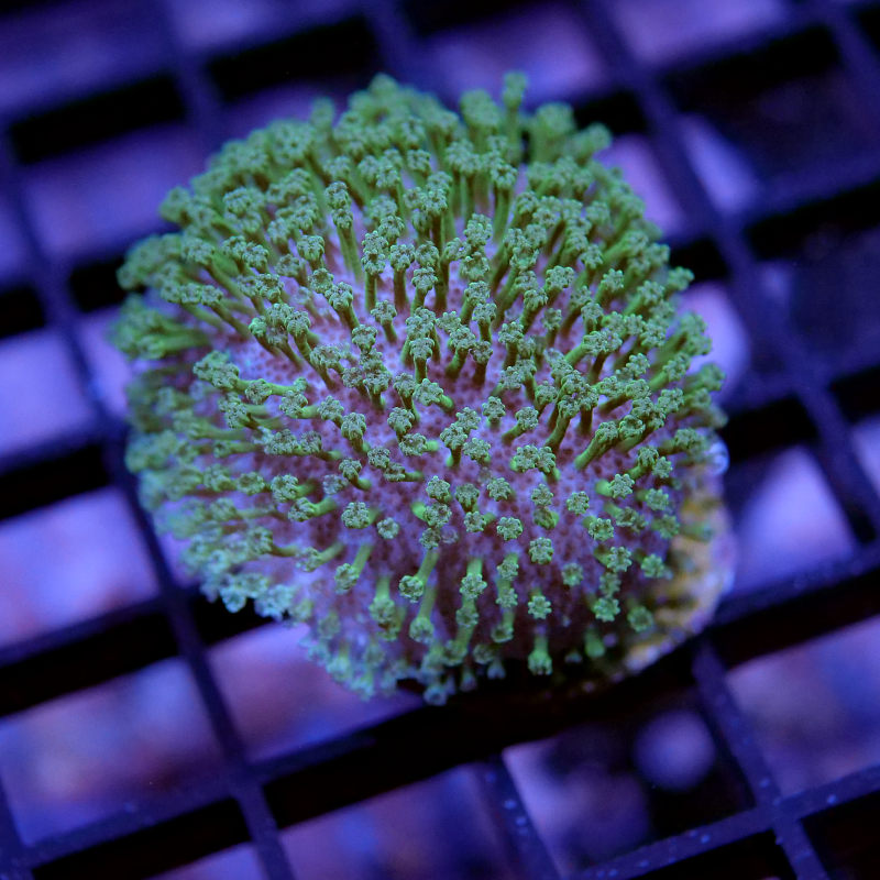 Sarcophyton ehrenbergi 'Green' 