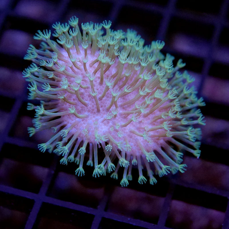 Sarcophyton ehrenbergi 'Green' 
