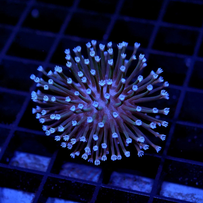 Sarcophyton 'White' 