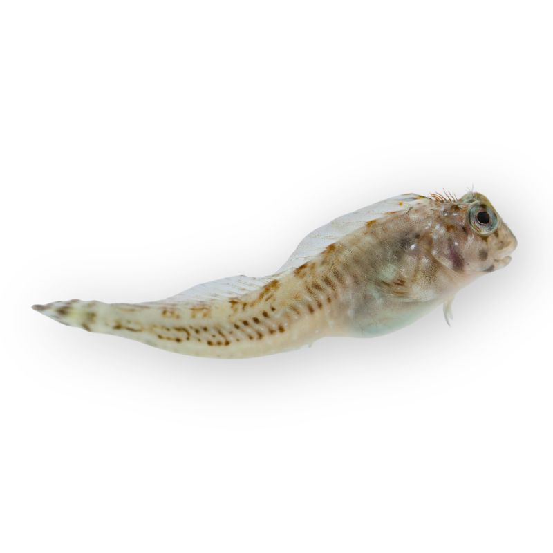 Hahnenkamm-Schleimfisch