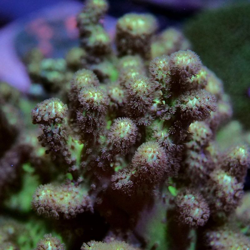 Sinularia sp. 'Yellow'