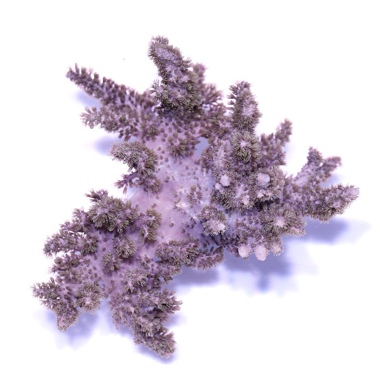 Sinularia mollis