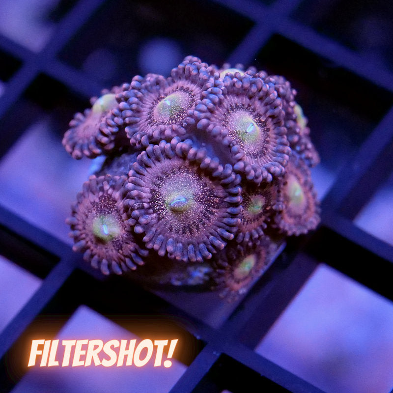 Zoanthus sp. 'Alien Antivenom'