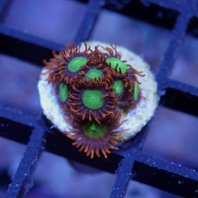 Zoanthus sp. 'Goblins Fire'