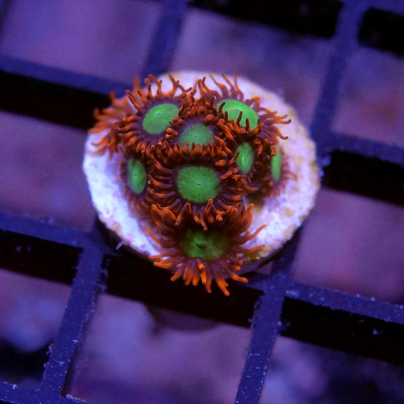 Zoanthus sp. 'Goblins Fire'