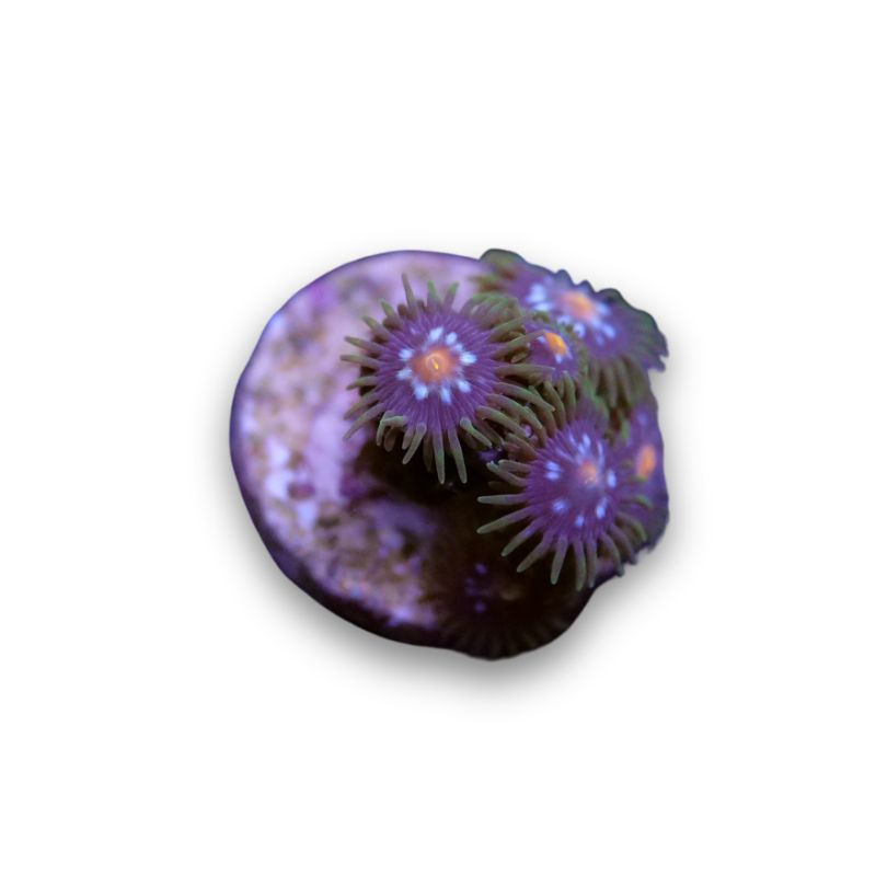 Zoanthus sp. 'Stargazer'