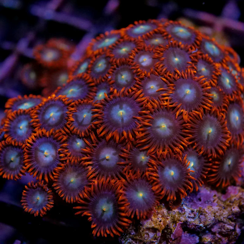 Zoanthus sp. 'Fire &amp; Ice'