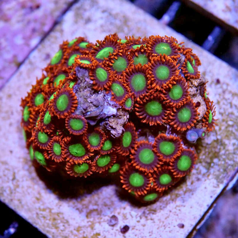 Zoanthus sp. 'Goblins Fire'