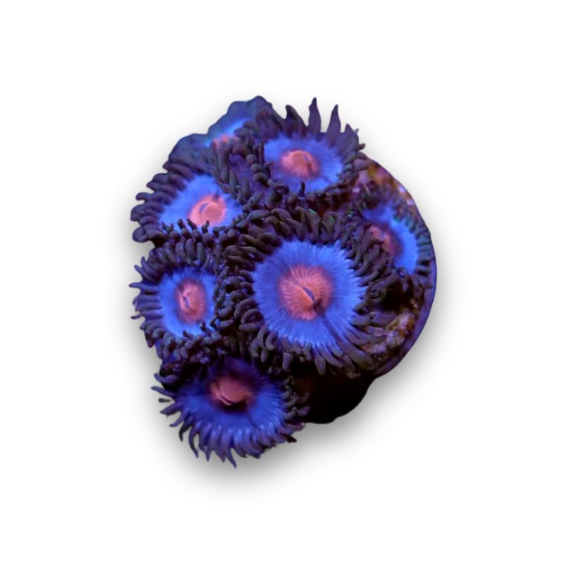 Zoanthus sp. 'Miami Vice'