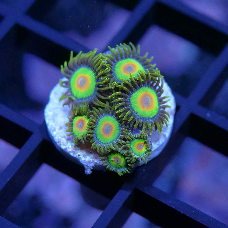 Zoanthus sp. 'Rasta'