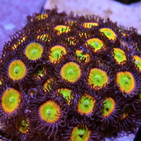 Close-up of vibrant Zoanthus sp. 'Sunny D' coral polyps with bright green and orange centers on dark purple background
