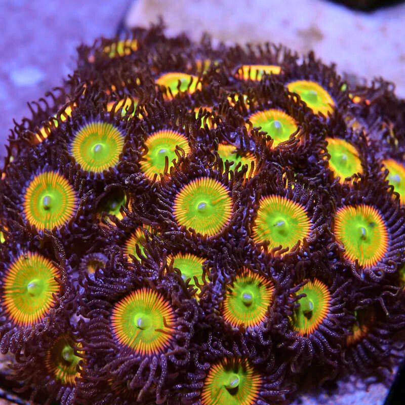 Close-up of vibrant Zoanthus sp. 'Sunny D' coral polyps with bright green and orange centers on dark purple background